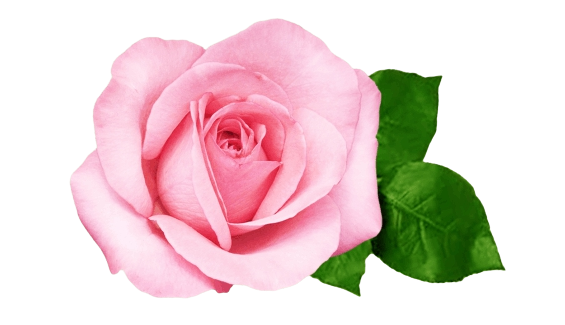 Rose Gulkand